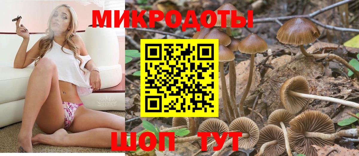 Галлюциногенные грибы Psilocybine cubensis Дивногорск